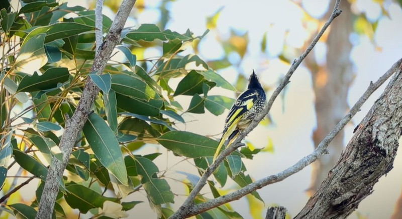 Mancatorul de miere regent , Foto: Captura YouTube