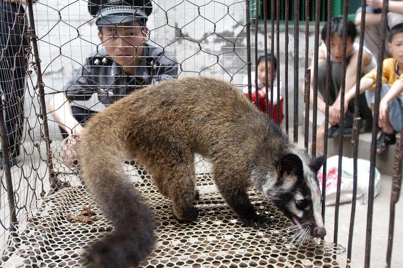 Zibeta intr-o ferma de animale salbatice din China, Foto: AFP / AFP / Profimedia