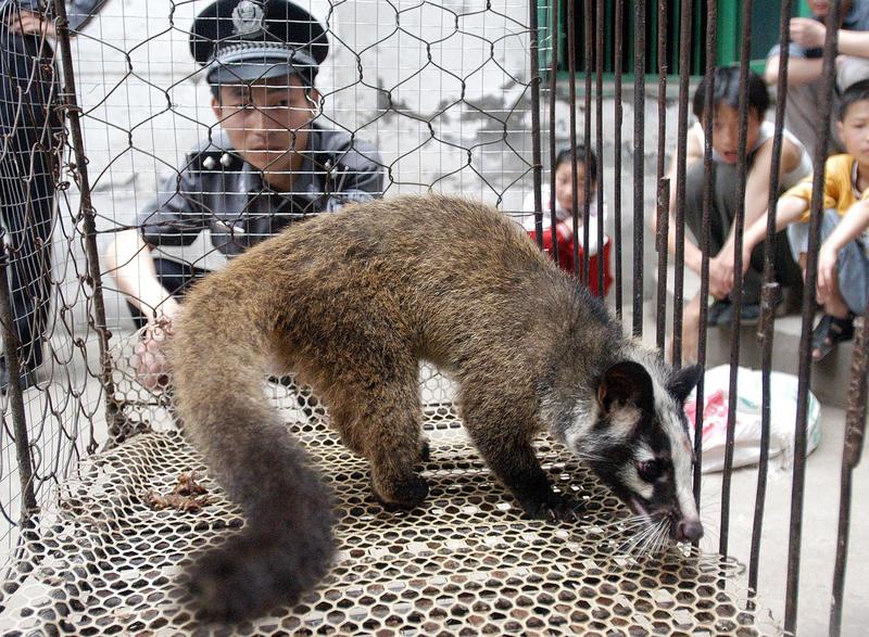 Zibeta intr-o ferma de animale salbatice din China, Foto: AFP / AFP / Profimedia