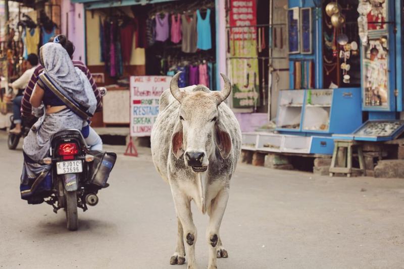 Vaca intr-un oras din India, Foto: Marbenzu, Dreamstime.com