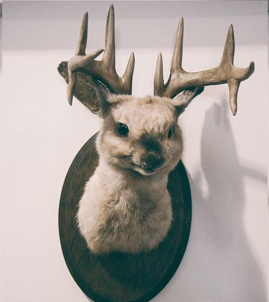 Jacalop (fals, desigur), Foto: https://salvamjacalopul.wordpress.com/