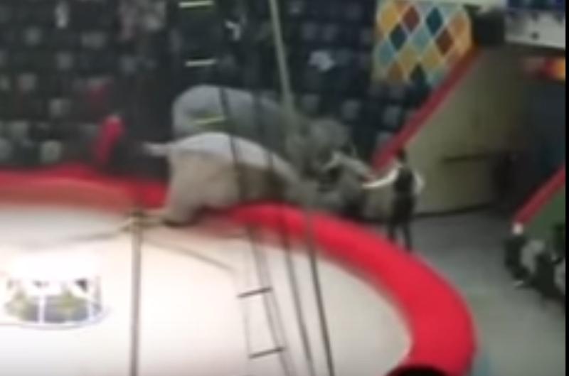 Elefanti agresivi la spectacol, Foto: Captura video