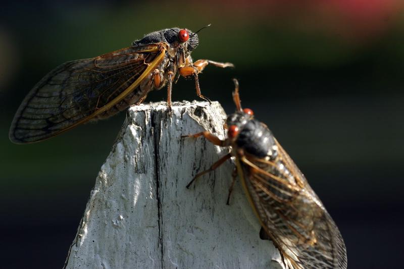 Cicade periodice, Foto: Chuck Kennedy / Zuma Press / Profimedia Images