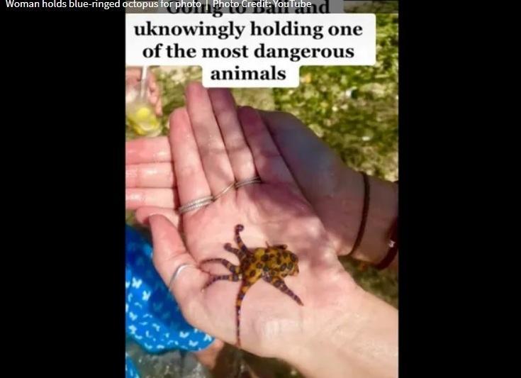 Caracatița, Foto: youtube.com