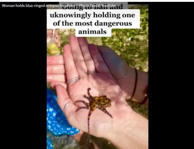 Caracatița, Foto: youtube.com