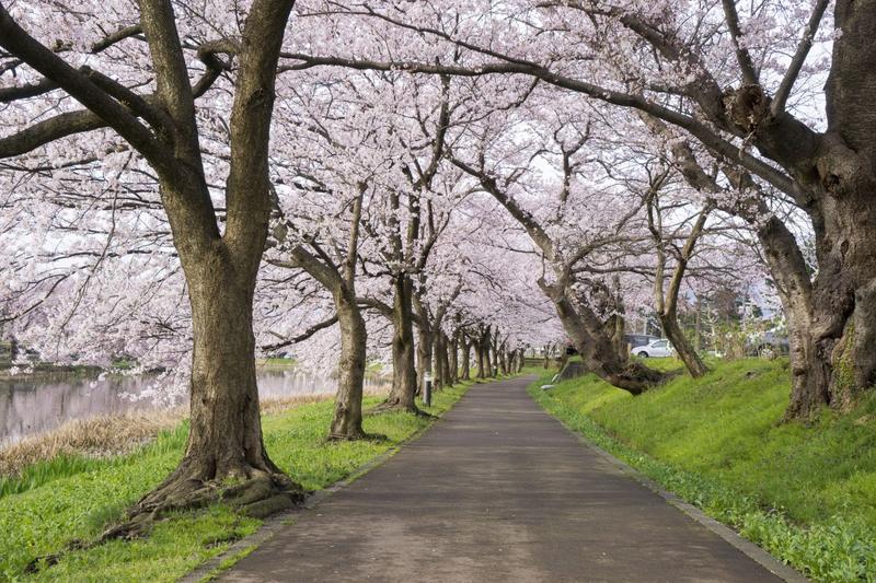 Ciresi japonezi, Foto: Nopparatk, Dreamstime.com