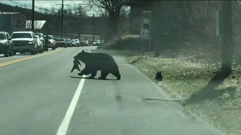 Ursoaica din Connecticut, Foto: Captura YouTube