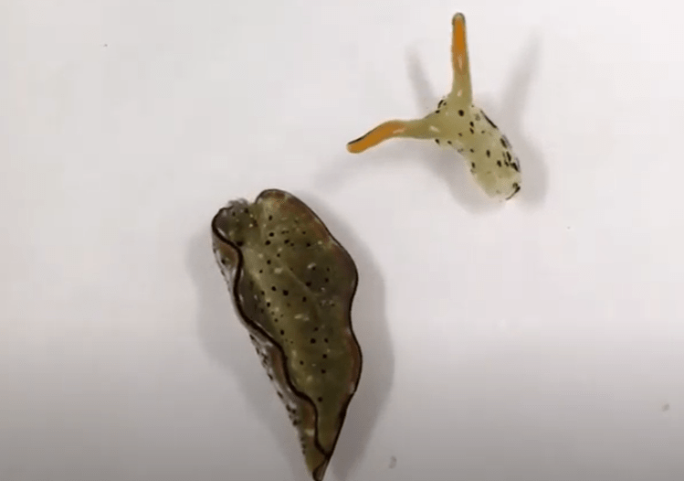 melc de mare regenerare, Foto: Captura YouTube