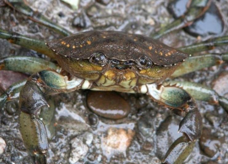 crabul verde european, Foto: University of California, Davis