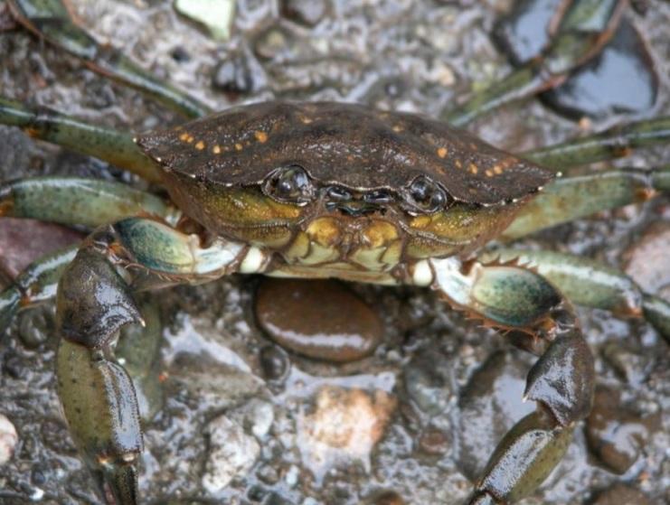 crabul verde european, Foto: University of California, Davis