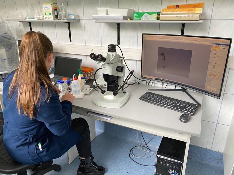 Studiu al cercetatorilor clujeni asupra pestei porcine africane, Foto: USAMV Cluj-Napoca