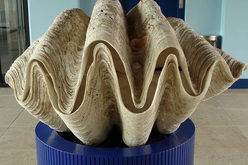 Tridacna gigas, Foto: Hotnews