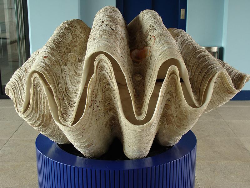 Tridacna gigas, Foto: Hotnews