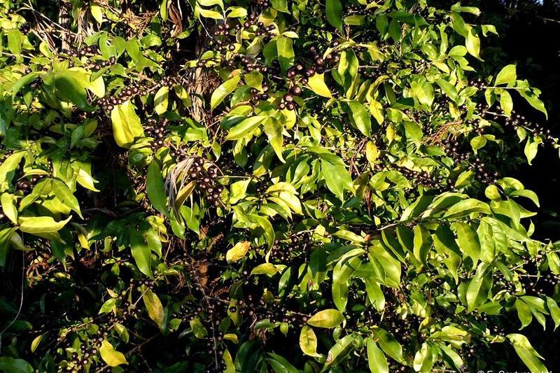 Coffea stenophylla, Foto: E. Couturon / AFP / Profimedia Images