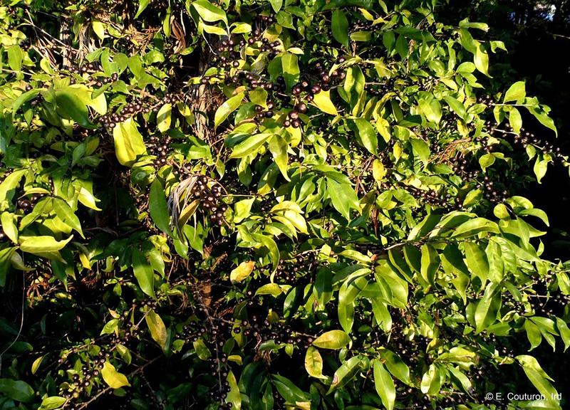 Coffea stenophylla, Foto: E. Couturon / AFP / Profimedia Images