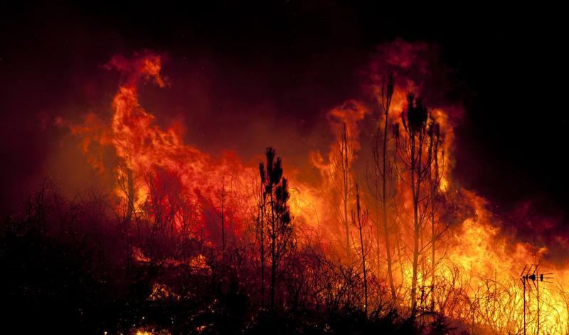 Incendiu de padure, Foto: Bruno Da Silva Alves, Dreamstime.com