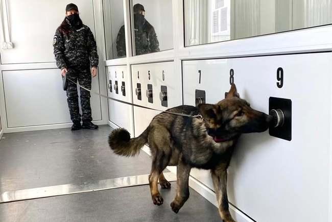 caini dresati pentru a recunoaste pacientii COVID, la Timisoara, Foto: Spitalul Victor Babes Timisoara