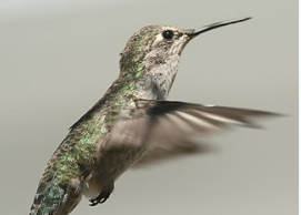 colibri, Foto: Captura Wikipedia