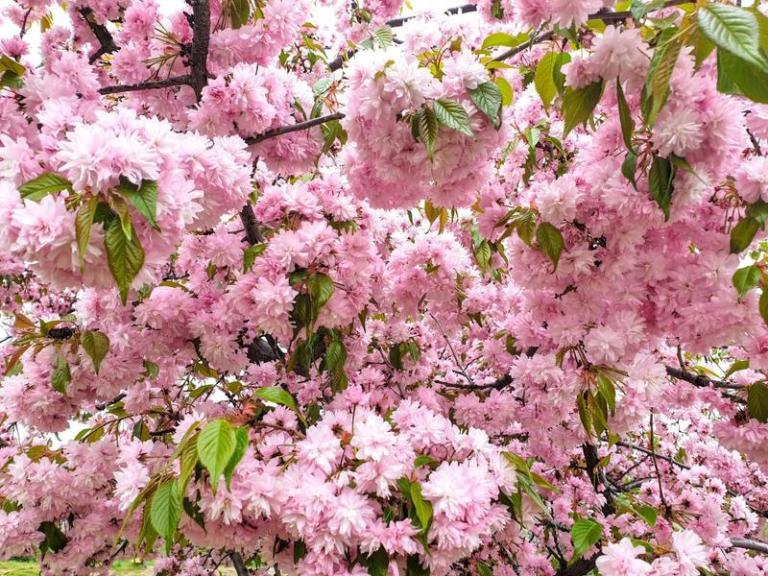 Pom inflorit, Foto: Vlad Barza / HotNews.ro