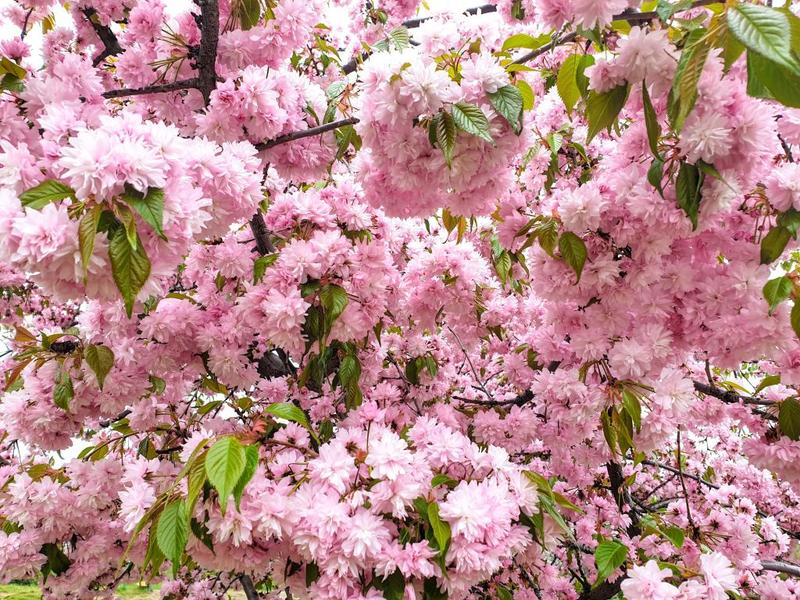 Pom inflorit, Foto: Vlad Barza / HotNews.ro