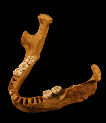 Mandibulă Oase (cca 40.500 ani vechime), Foto: Institutul de Speologie "Emil Racoviță"