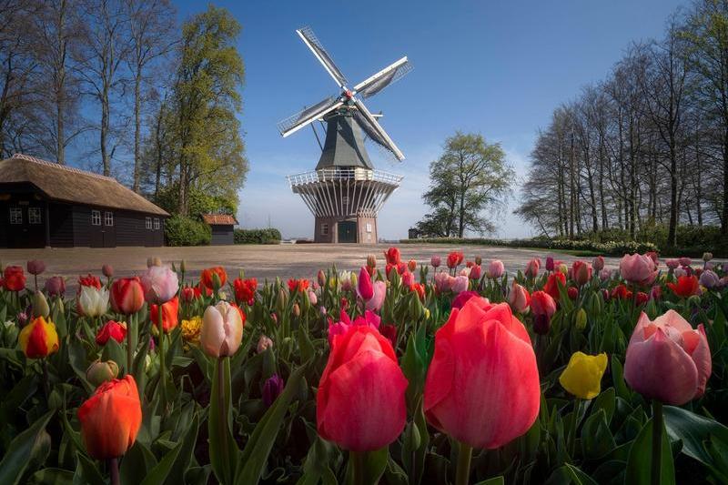 Lalele in Keukenhof, Foto: Albert Dros / Caters News / Caters News / Profimedia