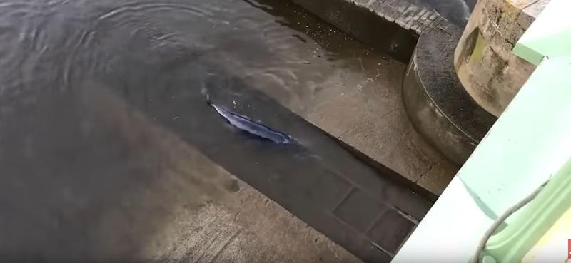 Balena de mici dimensiuni blocata in Tamisa, Foto: Captura YouTube
