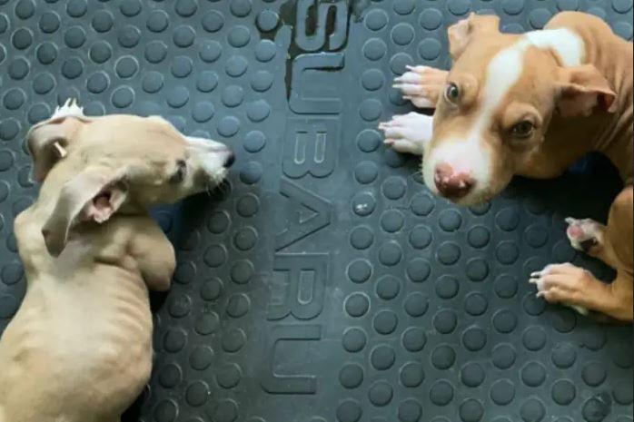 Catelusii Ula si Roo, Foto: Captura video