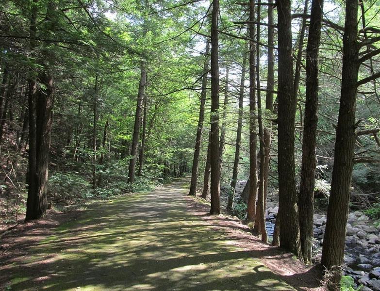 Pădure din Massachusetts, Foto: Wikipedia