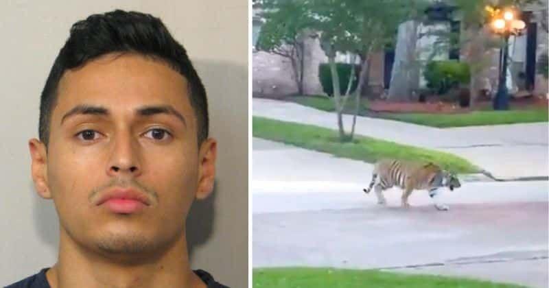 Victor Cuevas si tigrul sau, Foto: captura video