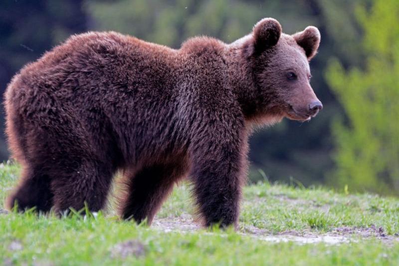 Urs din Romania, Foto: Attila Jandi, Dreamstime.com