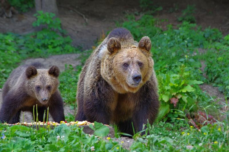Ursi din Romania, Foto: Kutizoltan, Dreamstime.com