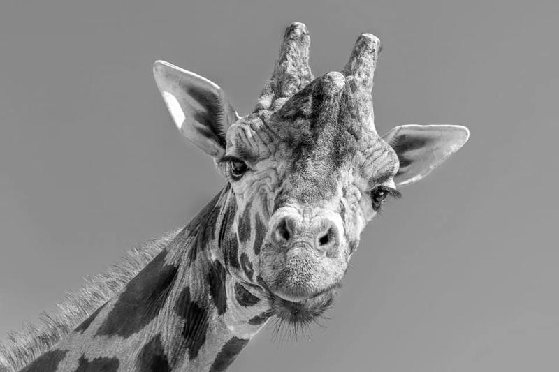 Girafa Kimbar (sursa foto: facebook), Foto: Hotnews