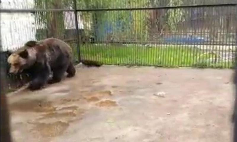 ursoaica batrana, Foto: Captura