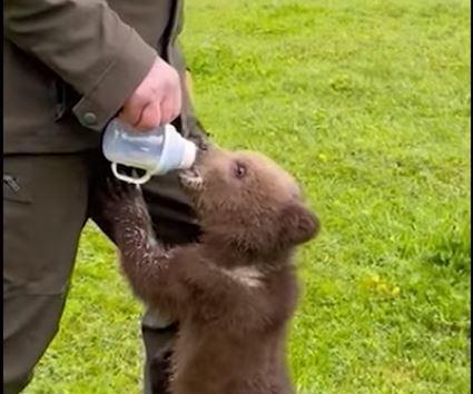 Pui de urs orfan, Foto: captura facebook