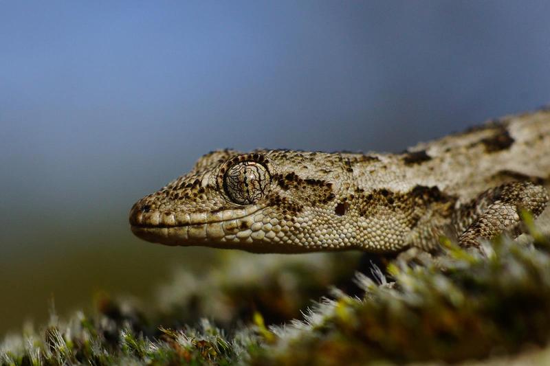 Soparla gecko, Foto: Doru Panaitescu