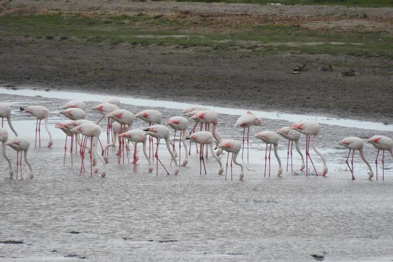 Flamingo pe lacurile Saraturi Murighiol si tuzla, Foto: ARBDD si INCDDD