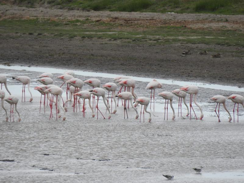Păsări flamingo în România, Foto: ARBDD si INCDDD