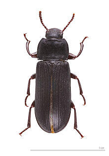 Tenebrio_molitoR, Foto: Wikipedia