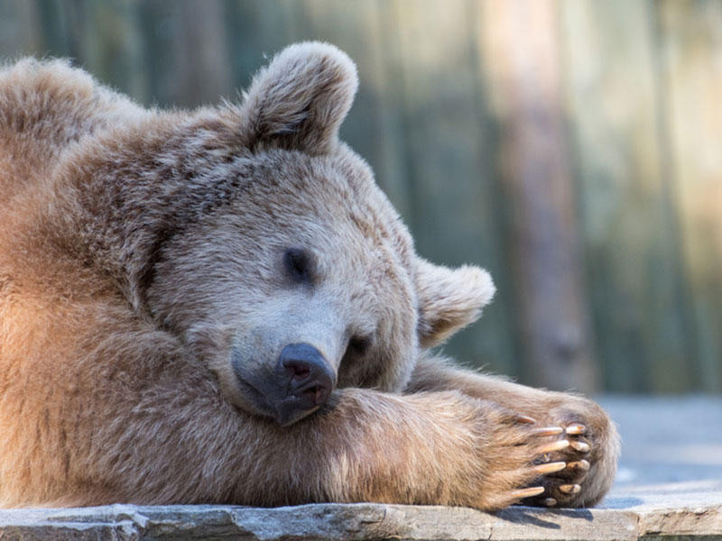 urs, Foto: www.schule-und-familie.de