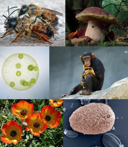 Diversitatea vieții, Foto: Wikipedia