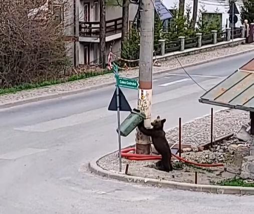 Urs in Sinaia, Foto: Captura video