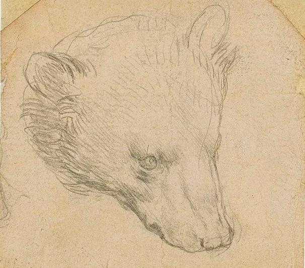 Capul unui urs, de Leonardo da Vinci, Foto: christies.com