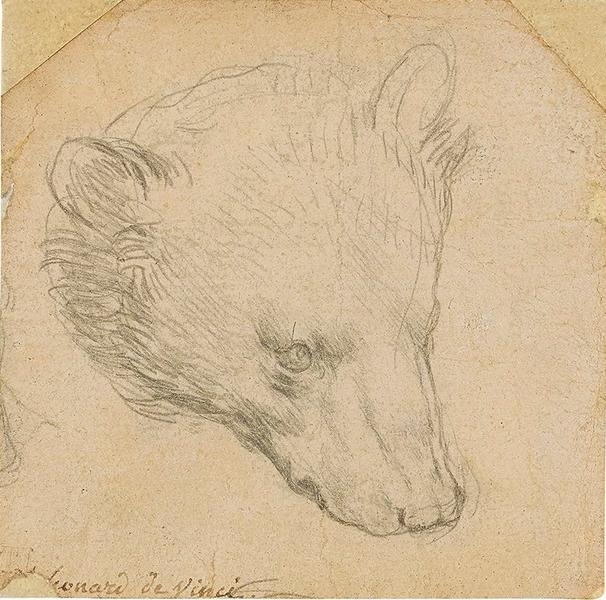 Capul unui urs, de Leonardo da Vinci, Foto: christies.com