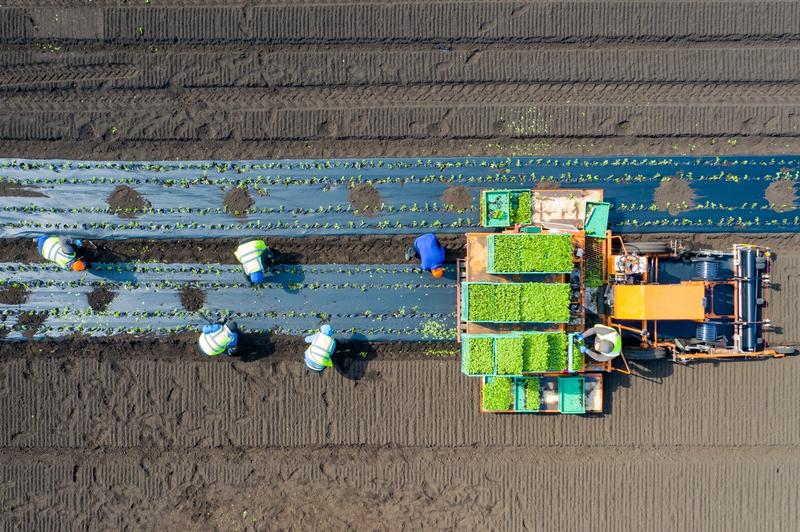 Romani pe o plantatie de telina din Marea Britanie, Foto: Geoff Robinson/ Shutterstock/ Profimedia