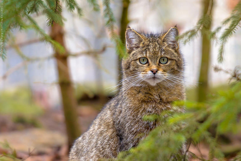 Speciile sălbatice din Europa trebuie mai bine protejate, spun eurodeputații, Foto: ©AdobeStock/creativenature