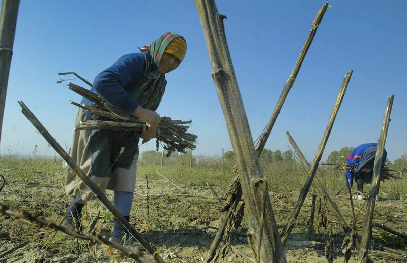 Somaj in randul femeilor din Romania, Foto: Daniel MIHAILESCU / AFP / Profimedia