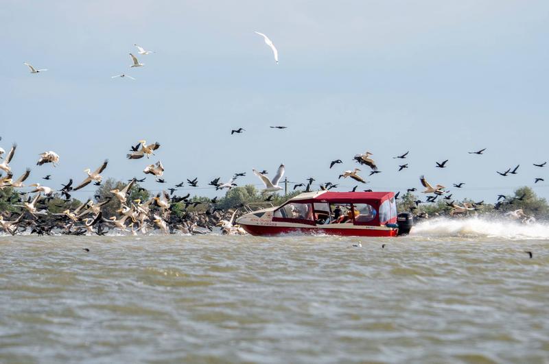 O barca intra in stol de pelicani in Delta Dunarii, Foto: Marian Strinoiu Facebook