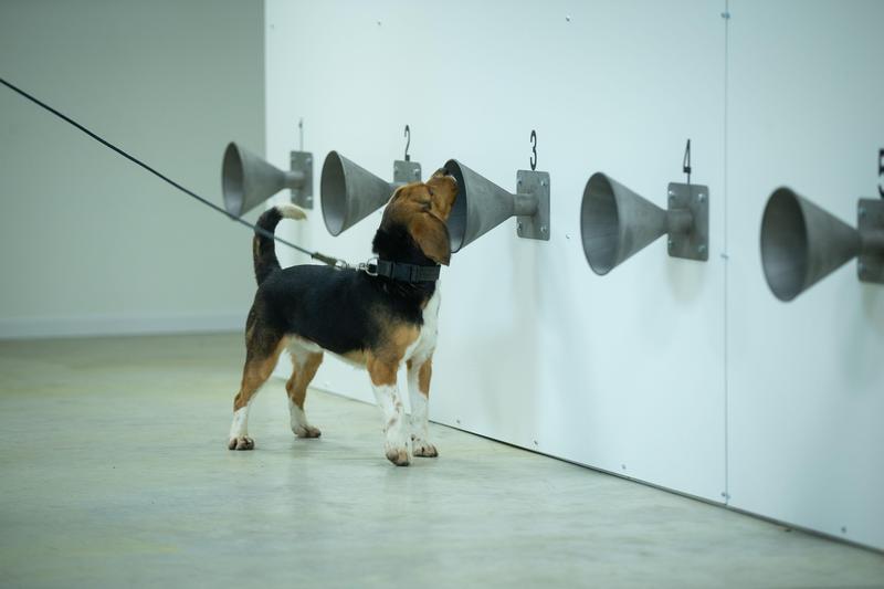 Sammy, unul dintre cainii antrenati in Belgia sa miroasa Covid-19, Foto: Belga / Alamy / Alamy / Profimedia