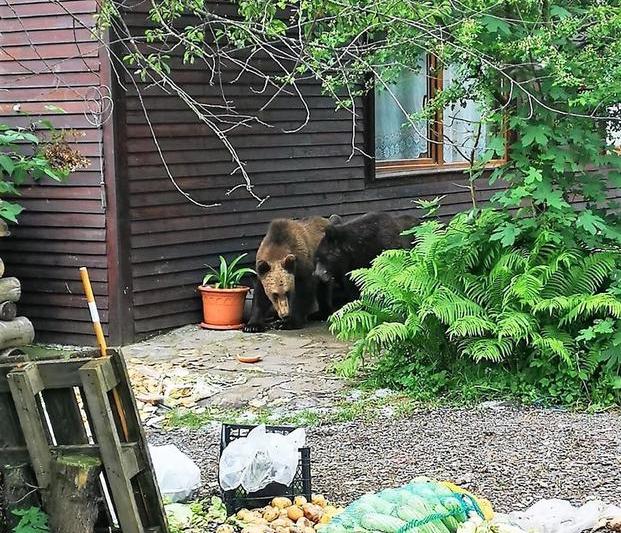 Ursi la o pensiune din Sacele, Foto: News.ro